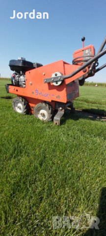 Райграс - тревни чимове. Изгодни цени., снимка 9 - Градински цветя и растения - 33130134