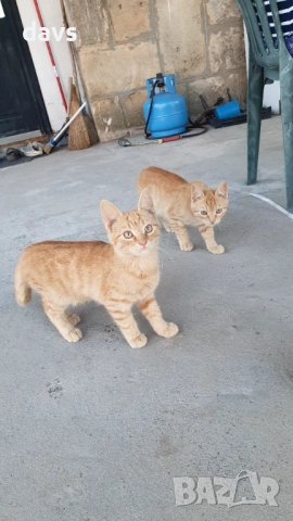 Малки котета – различни шарки, снимка 4 - Други - 51973052