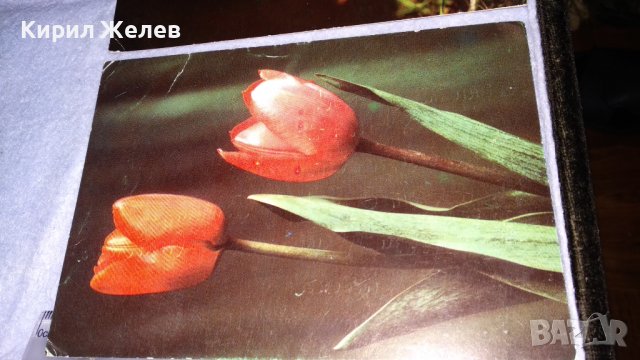 ЛОТ ТРИ СТАРИ КРАСИВИ СССР ПОЩЕНСКИ КАРТИЧКИ СЕРИЯ ЦВЕТЯ ПОЗДРАВИТЕЛНИ 6560, снимка 4 - Филателия - 38571187