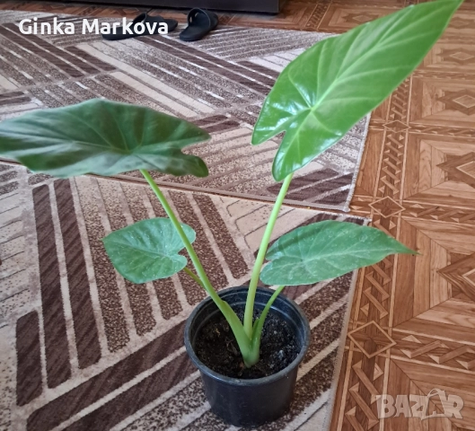 Трилистник - 11,99лв.