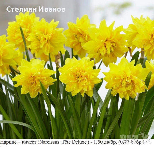 Кичест нарцис (Narcissus 'Tête Deluxe') - луковици
