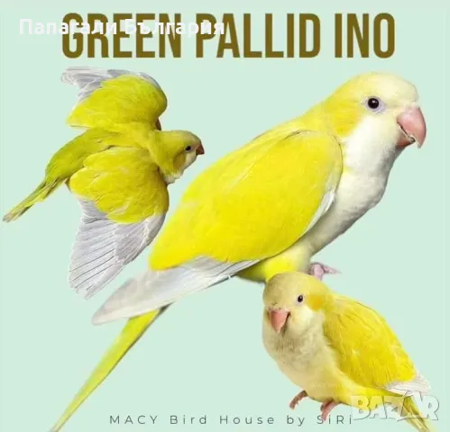 Чифт  Папагали Монах, снимка 5 - Папагали - 48699981