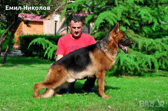 Немска овчарка с родословие , снимка 10 - Немска овчарка - 42379286