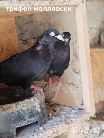 Гълъби на глас и въртене , снимка 7 - Гълъби - 51800997