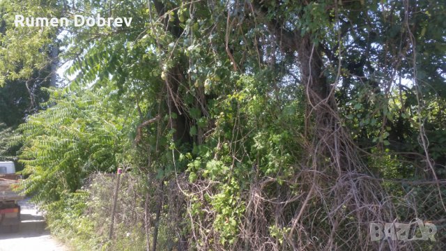 Почистване на парцели, дворове, къщи, снимка 4 - Други - 35655395