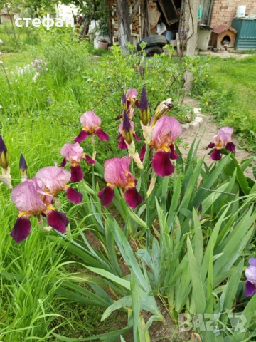 Продавам грудки ириси /перуника/, снимка 4 - Сортови семена и луковици - 53403461