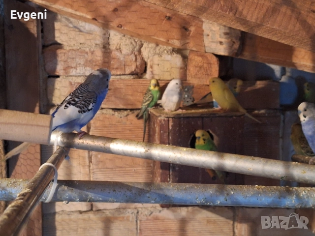 Вълнисти папагали , снимка 12 - Папагали - 51473102