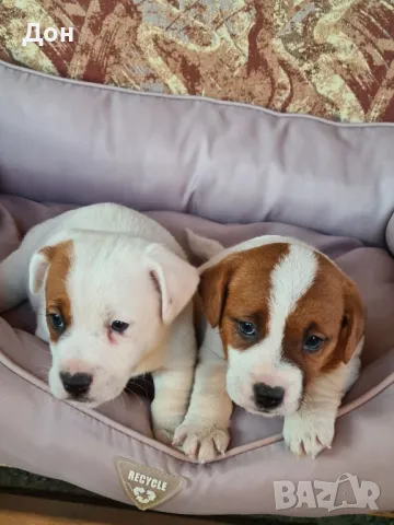 Джак Ръсел Териер ❤️❤️💙, снимка 1