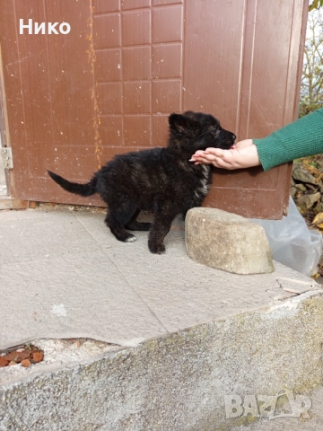 Немски овчарки , снимка 4 - Немска овчарка - 52176583