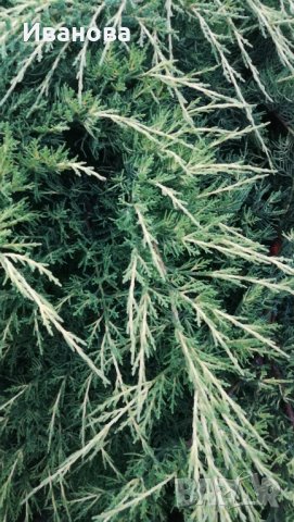 Юниперус медиа Фитцериана Ауреа, снимка 5 - Градински цветя и растения - 33141210