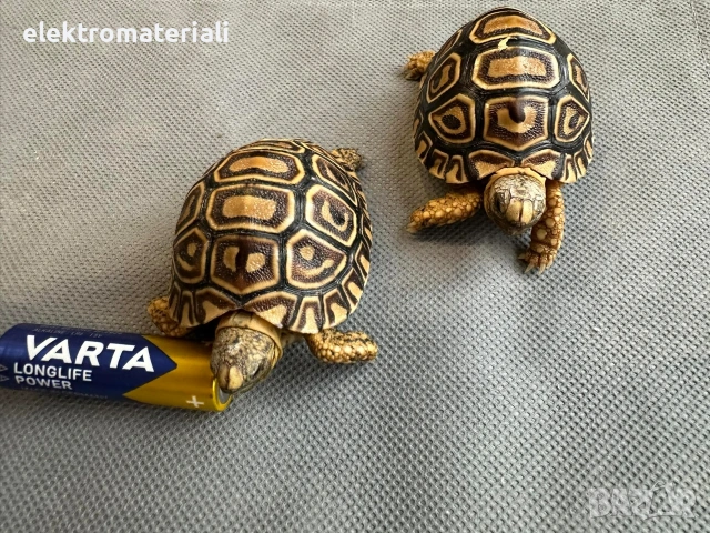 Леопардови костенурки, снимка 6 - Костенурки - 53430344