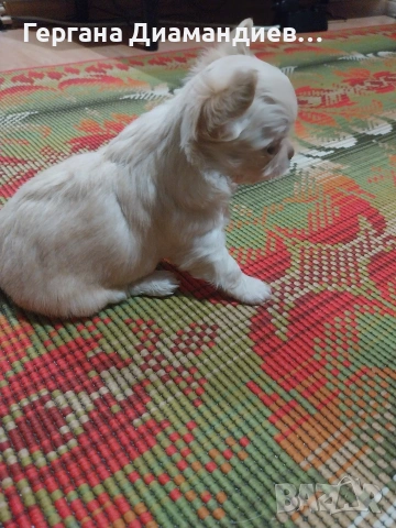 продавам мини чихуахуа 