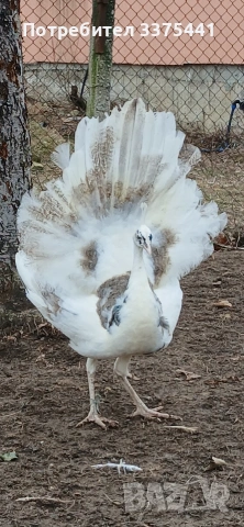 продавам пауни Сребърни ,арлекини ,индийски и Бели 