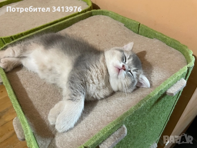 Британско мъжко коте, снимка 2 - Британска късокосместа - 52817582