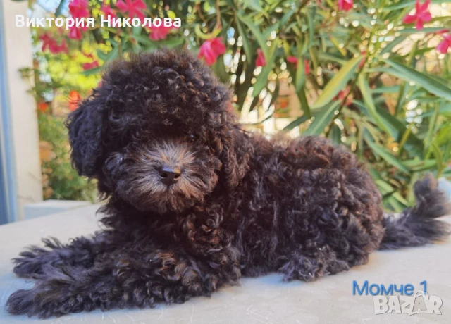 Той пудел Сив , снимка 1