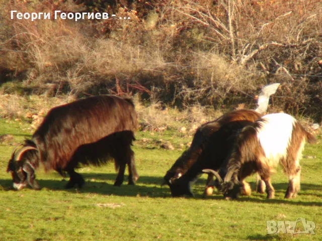 МЛАДИ КОЗИ ИЗГОДНО !!!, снимка 4 - Кози - 32341385