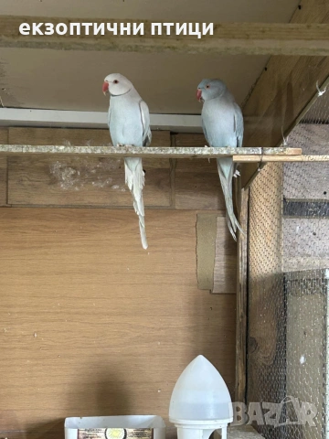 Продавам или Бартер , снимка 2 - Папагали - 53326194