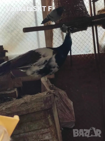 Бял Арлека с бяла женска