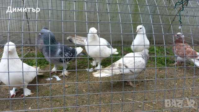 Продавам гълъби Мардини-Турски , снимка 6 - Гълъби - 47886897