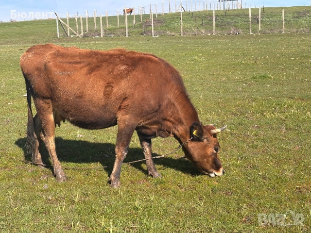 Крава жарсе на 4 години, заплодена на 6ти месец