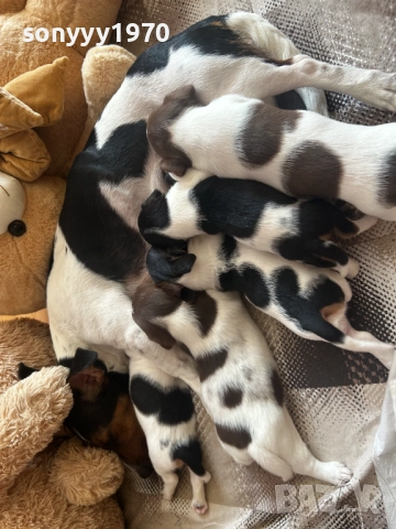 КУЧЕНЦЕ ДЖАК РЪСЕЛ 250ЛВ С ПАСПОРТ И ВАКСИНА 2410251435, снимка 7 - Джак ръсел териер - 52167121