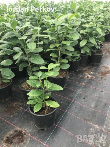 Лавровишна, снимка 2 - Градински цветя и растения - 40094985