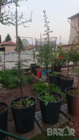 Атласки Кедър 140см.-40лв.,за Пловдив доставката е безплатна, снимка 1 - Градински цветя и растения - 28556155