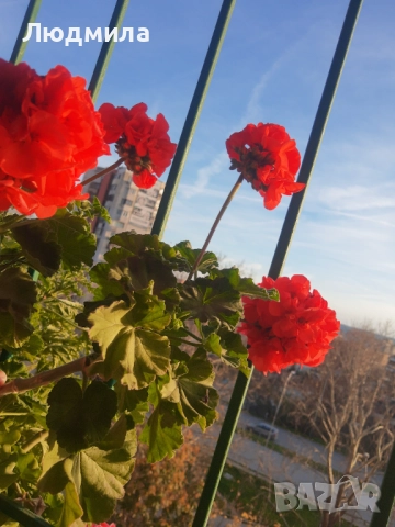 Мушкато,богато,последни бройки,над 10 бр.снимки от днес,цъфтят целог в сандъче                      , снимка 12 - Градински цветя и растения - 52723597