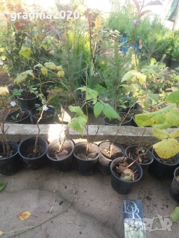 Малина сугана - Sugana червена, снимка 5 - Разсади - 39102679