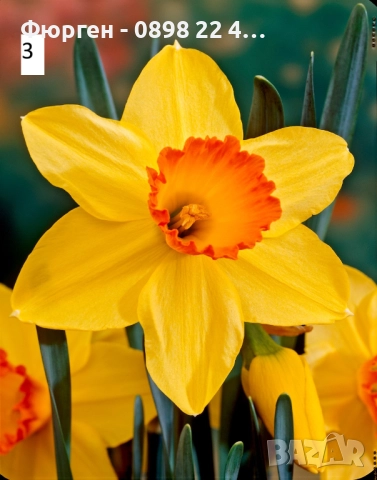 Луковици на Нарцис, снимка 3 - Разсади - 51459212