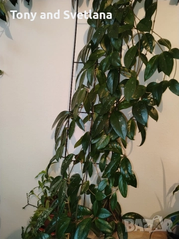 Восъчно цвете/ Хоя (Hoya Carnosa) огромно растение на 10 години , снимка 3 - Стайни растения - 53602395