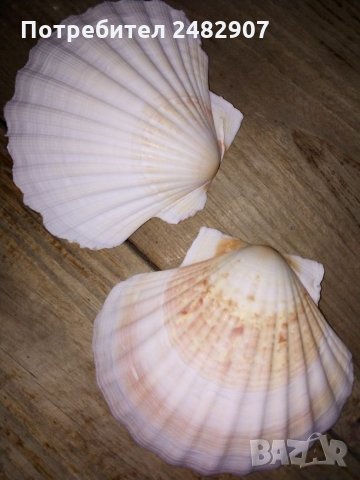 Океански миди, снимка 4 - Декорация за дома - 28106947