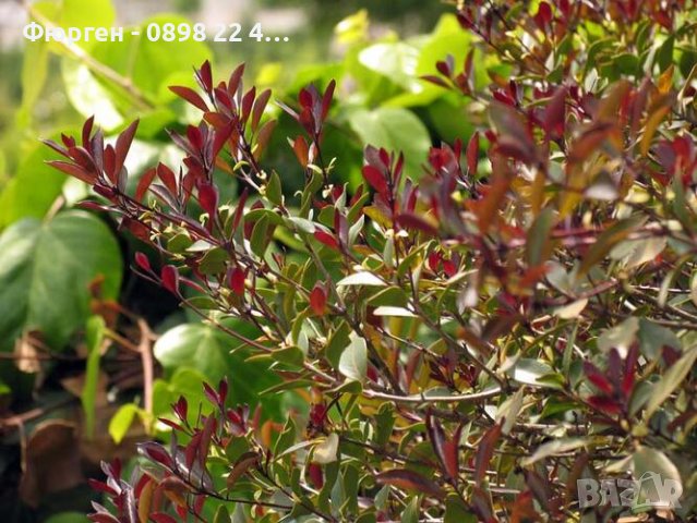 Османтус - osmanthus purpureus