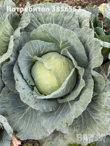 Зеле, сорт - Марлу , снимка 3 - Разсади - 52632291