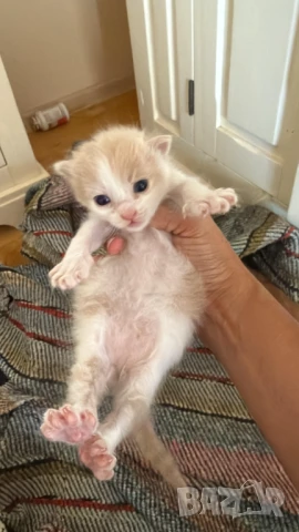 Домашни Полу-Ангорски Котенца + Доставка 60лв, снимка 12 - Ангорски - 40695376