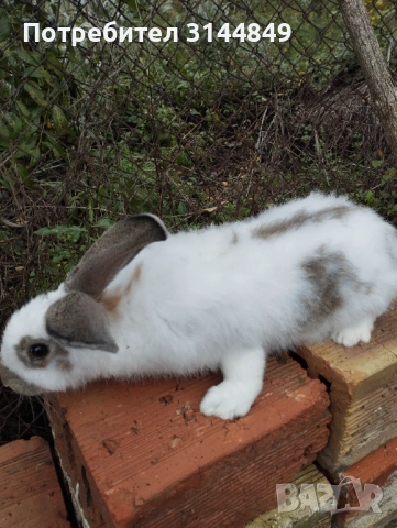 Зайци , снимка 3 - Други - 43368160