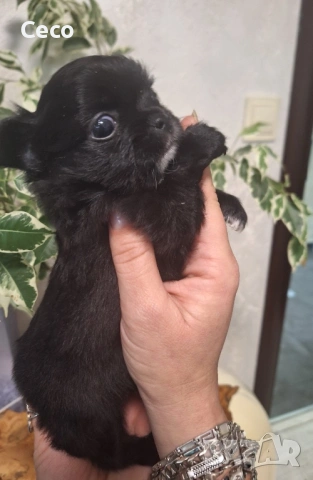 Чихуахуа , снимка 4 - Чихуахуа - 53024634