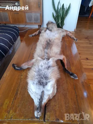Стара кожа,яка от лисица, снимка 5 - Други ценни предмети - 49088159
