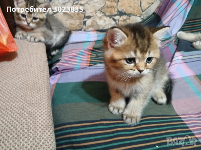 Британска Сребърна чинчила 400лв , снимка 1