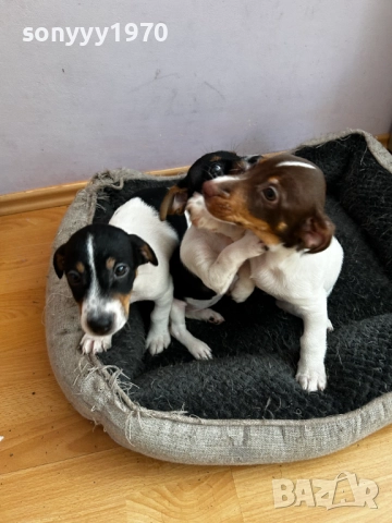 ДЖАК РЪСЕЛ ТЕРИЕР 2810250755, снимка 17 - Джак ръсел териер - 52206567