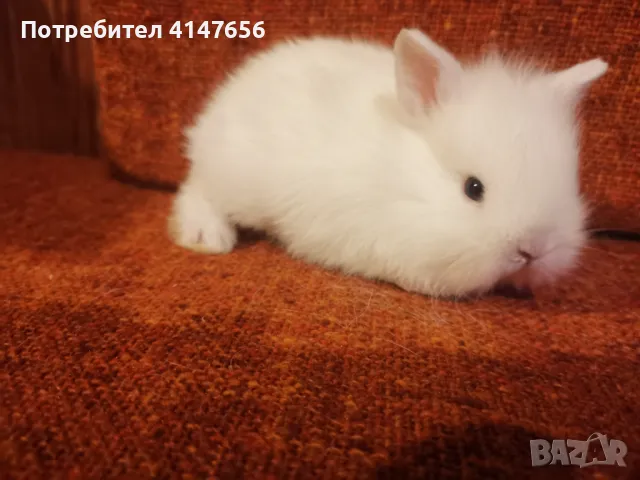 Декоративни мини зайчета, снимка 3 - Декоративни зайчета - 46431929