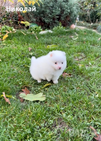 Померан мини момче. Померанче, снимка 6 - Померан - 52633667