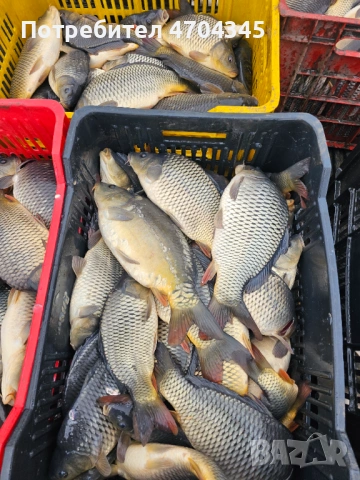 Зарибителен материал 