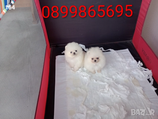 Мини Померани Миниатюрни минита. Снимки от 24.12.25 г, снимка 3 - Померан - 52829028