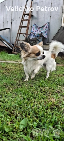 Симба си търси нов дом. , снимка 2 - Други - 52676998