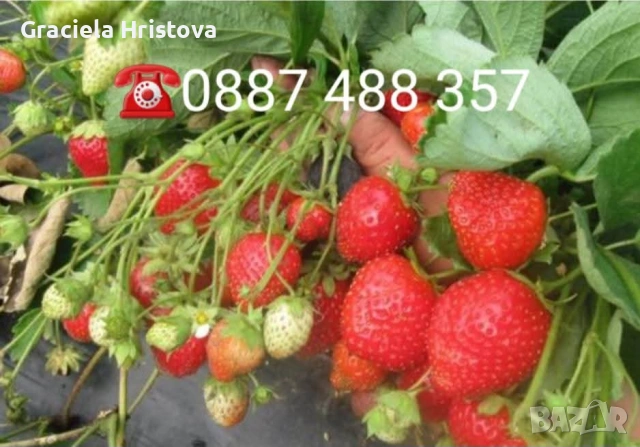 Продавам разсад ягоди , снимка 14 - Разсади - 53599322
