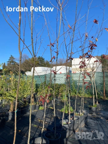 Червен Американски дъб, снимка 2 - Градински цветя и растения - 52656412