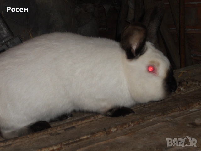 Зайци- Калифорнийци , снимка 3 - Други - 24130819