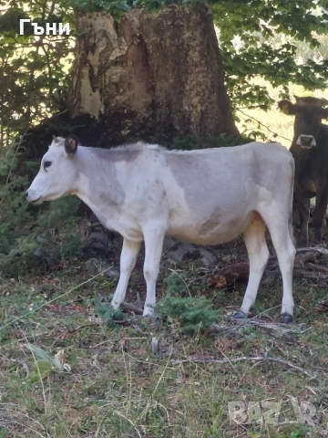 продавам юници крави за дамазлък, снимка 3 - Крави - 50844108