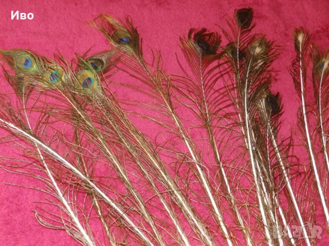 Естествени пера паун, снимка 5 - Други - 53304385